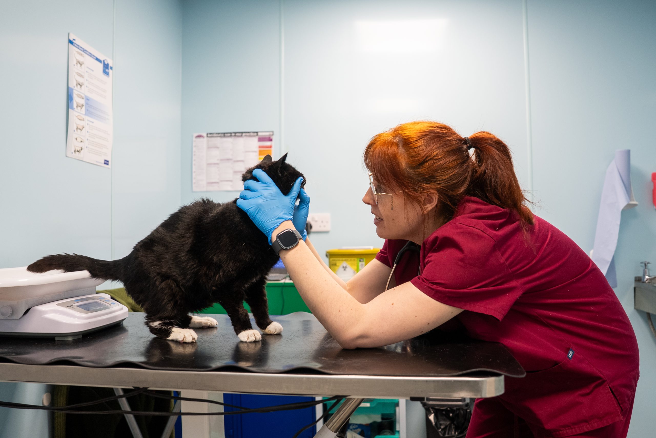 Vet examining cat at Wishing Well Vets in Wishaw